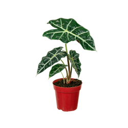 Alocasia Polly Pt12 - 1 Unidade
