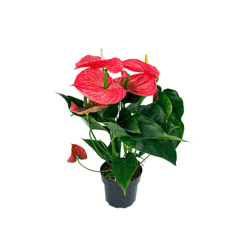Anthurium Michigan Premium - Pt17 Único