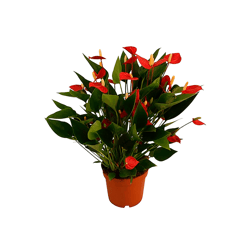 Anthurium Mini Million Flowers P09 - 1 Unidade