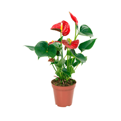 Anthurium Red Success - Vaso P12 - 1 Unidade
