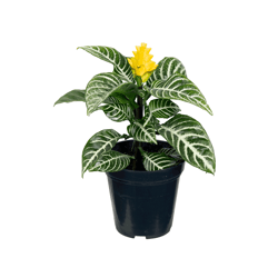 Aphelandra Pt12 Único - 1 Unidade
