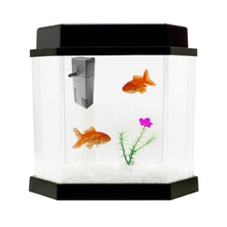 Aquário Beteira Acqua Kit 2.0 - 5,5L