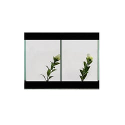 Aquario Beteira Design Dupla Decorada Cores Sortidas