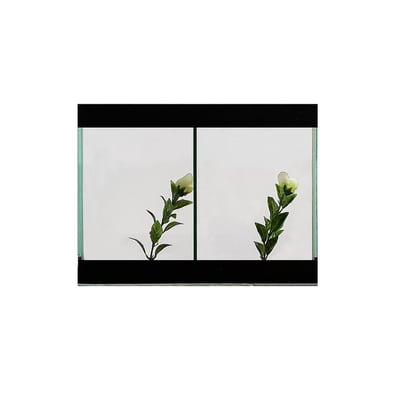 Aquario Beteira Design Dupla Decorada Cores Sortidas