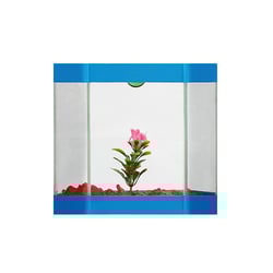 Aquario Eden Peixes Beteira Decorado Cores Sortidas