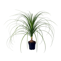 Beaucarnea Pt17 - 1 Unidade