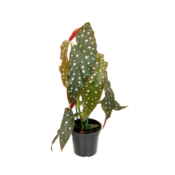 Begônia Maculata P13 - 1 Unidade