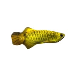 Brinquedo Interativo Petwi Peixe Dourado Com Catnip - 1 Unidade Para Gatos