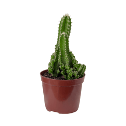 Cacto Acanthocereus Tetragonus - Único
