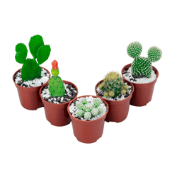 Cacto Decorativo Mini Pote - 1 Unidade
