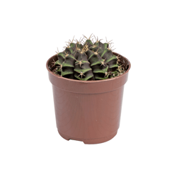 Cacto Gymnocalycium Pt06 - 1 Unidade