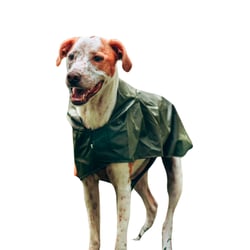 Capa De Chuva Bendog Verde Para Cães - 1 Unidade - Tamanho G