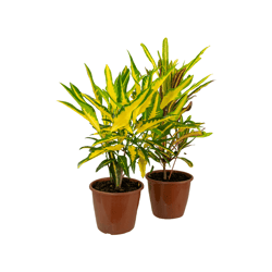Croton Folha Imperial P17 - 1 Unidade