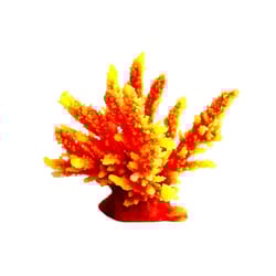 Decoracao Soma Silicone Acropora Hidnophora