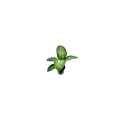 Dieffenbachia Tropic Snow Pt17 - 1 Unidade