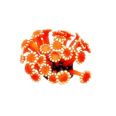 Enfeite Coral Alveopora De Silicone Vermelho Para Aquários