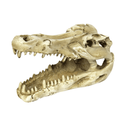 Enfeite Crânio De Crocodilo Nomoypet Único - 1 Unidade