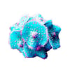 Enfeite De Silicone Soma Coral Ricordea Spotted Azul