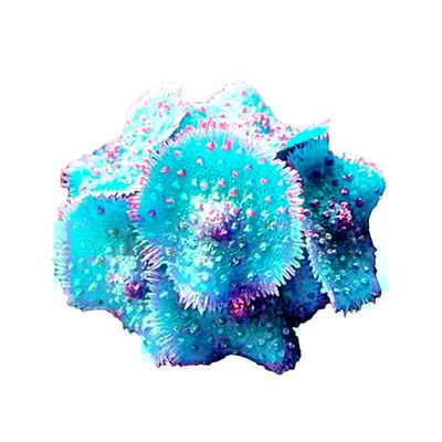 Enfeite De Silicone Soma Coral Ricordea Spotted Azul