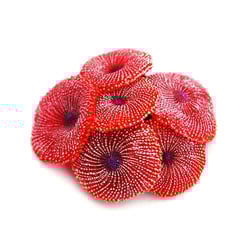 Enfeite De Silicone Soma Coral Ricordea Vermelha