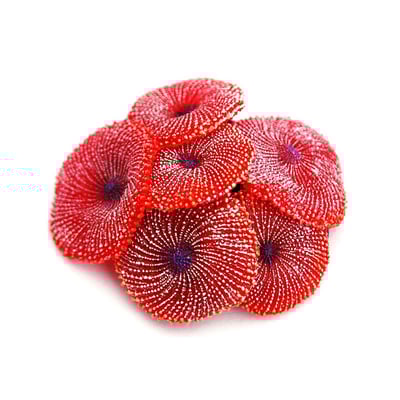 Enfeite De Silicone Soma Coral Ricordea Vermelha