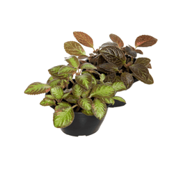 Episcia Variada C13 - 1 Unidade