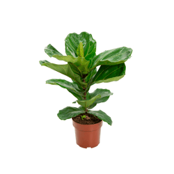 Ficus Lyrata Pt17 - 1 Unidade