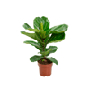 Ficus Lyrata Pt17 - 1 Unidade