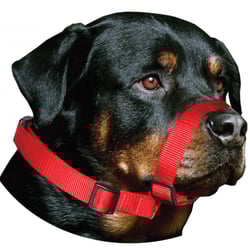 Focinheira Amf Passeio Ajustável Para Cães - 1 Unidade