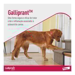 Galliprant Anti-Inflamatório Para Cães 100Mg - 7 Comprimidos