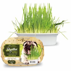 Graminha Digestiva Ipet Para Cães - 50G