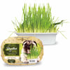 Graminha Digestiva Ipet Para Cães - 50G