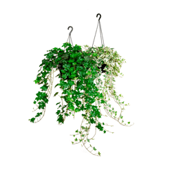 Hedera Variada C21 - 1 Unidade