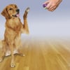 Adestrador Amicus Click-R Para Cães - 1 Unidade