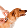 Antiparasitária Scalibor Para Cães Grandes - 65Cm - 1 Coleira