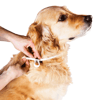 Antiparasitária Scalibor Para Cães Pequenos E Médios - 1 Coleira 48 Cm