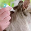 Antipulgas Bravecto Plus Msd Para Gatos De 1,2 A 2,8Kg - 0,4Ml