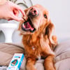 Antipulgas E Carrapatos Bravecto 1000Mg Para Cães De 20 A 40Kg - 1 Comprimido