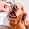 Antipulgas E Carrapatos Bravecto 250Mg Para Cães De 4,5 A 10Kg - 1 Comprimido