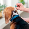 Antipulgas E Carrapatos Bravecto Transdermal Msd 250Mg Para Cães De 4,5 A 10Kg - 1 Unidade