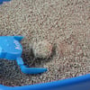 Areia Higiênica Kets Bio-D Para Gatos 3Kg - 1 Unidade