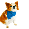 Bandana Bichinho Chic Azul P - 1 Unidade