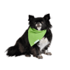 Bandana Verde Bichinho Chic Tamanho P - 1 Unidade