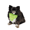 Bandana Verde Bichinho Chic Tamanho P - 1 Unidade