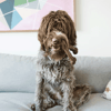 Benebone Wishbone Bacon - 1 Unidade - Tamanho P