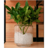 Bolinhas Decorativas Fg Import Incolor - 5G