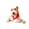 Cachecol Natalino Bichinho Chic P Para Cachorros