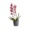 Cachepô Decorativo West Garden Cinza Único - 1 Unidade