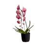 Cachepô Diamante West Garden Preto - 1 Unidade