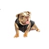 Colete Bichinho Chic Preto Nº 06 Para Cachorros